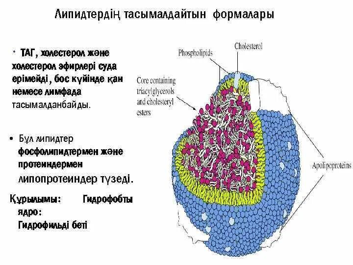 Липидтер. Липидтер презентация. Липидтердің класификациасы?. Липопротеиндер.