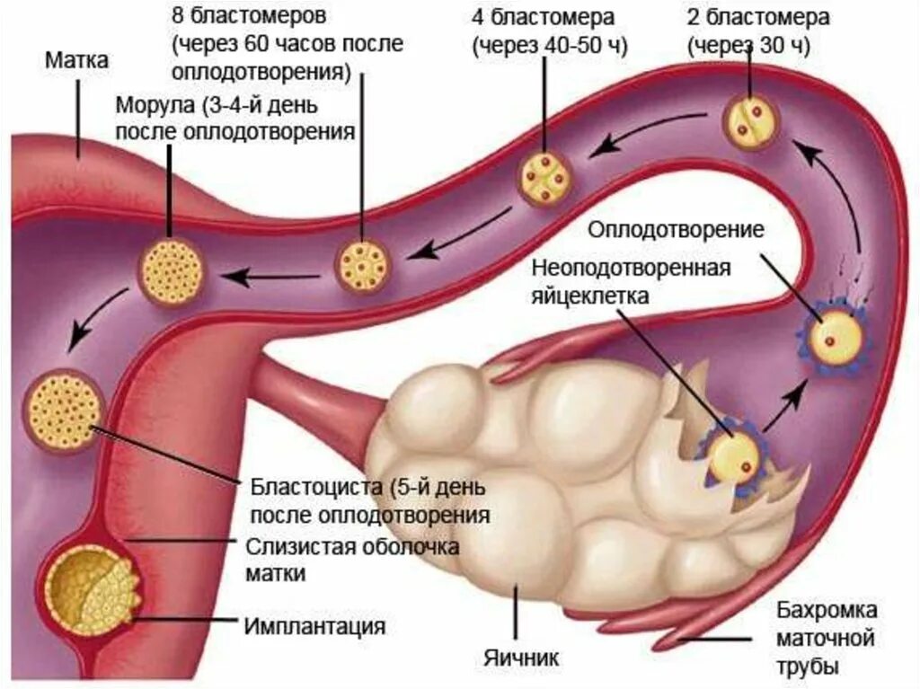 Как наступает 7 день. Процесс оплодотворения яйцеклетки схема. Процесс зачатия и оплодотворения в картинках. Движение яйцеклетки по маточной трубе. Процесс имплантации оплодотворенной яйцеклетки.