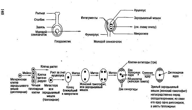 Строение зародышевого мешка покрытосеменных растений. Восьмиядерный зародышевый мешок. Строение зародышевого мешка. Зародышевый мешок у цветковых. Что развивается внутри семязачатка зародышевый мешок