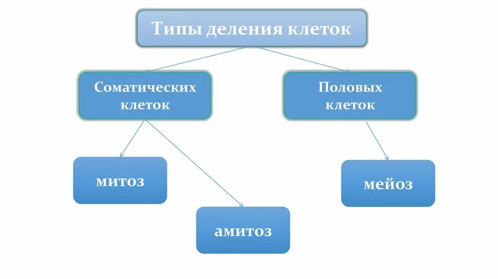 Типы деления клеток 3 типа. Типы деления соматических и половых клеток. Типы деления клеток. Типы деления соматических клеток. Деление клеток типы соматические и половые.