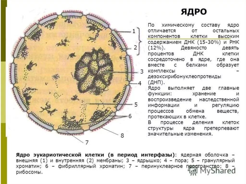 Составляющие элементы ядра. Строение ядра эукариотической клетки. Строение ядра эукариотической клетки схема. Состав ядра эукариотической клетки. Строение ядрышка растительной клетки.