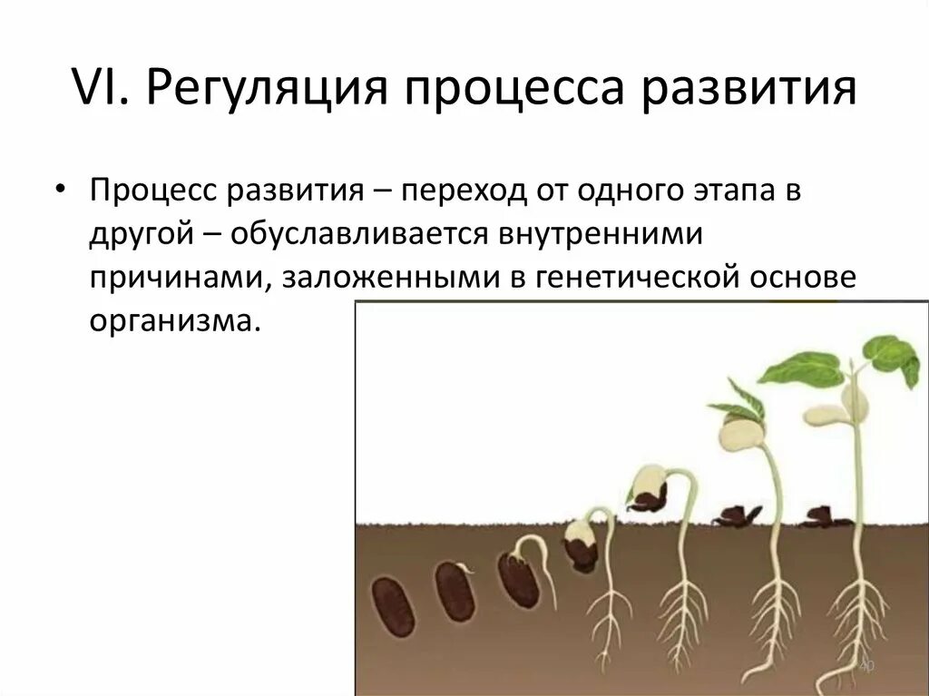 В процессе роста растений происходит выберите