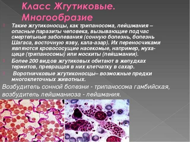 Инфекции вызванные простейшими. Лейшмания жгутиковые. Заболевания вызываемые лейшманиями. Лейшмания жгутиконосцы. Простейшие возбудители заболеваний человека.