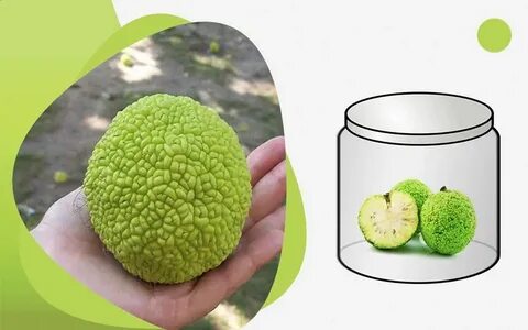 Маклюра настойка для суставов применение