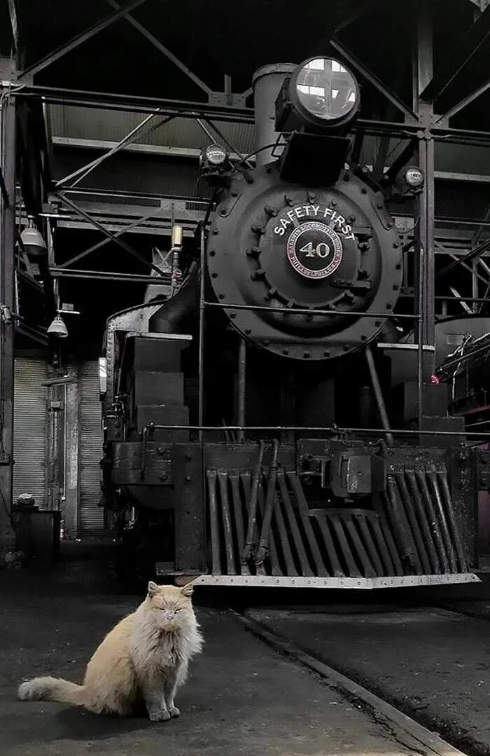 Кот железная дорога. Железная дорога и котики. Коты на железной дороге. Кот в поезде. Кот Железнодорожник.