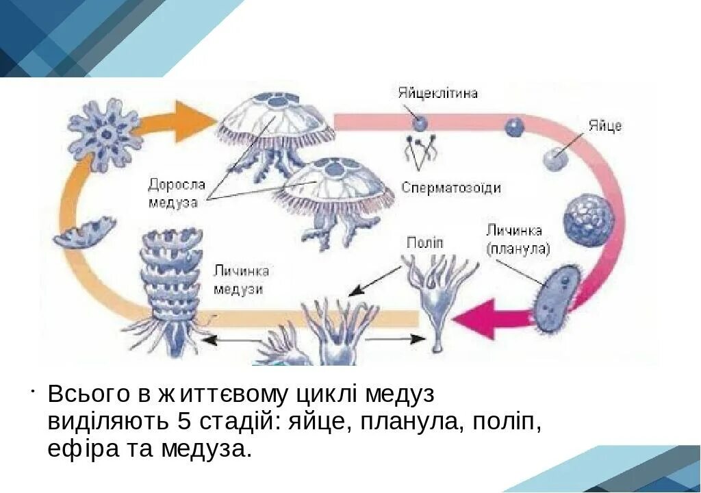 Стадия жизненного цикла медузы. Розмноження кишковопорожнинних. Жизненный цикл медузы схема. Жизненный цикл планула. Планула кишечнополостных.