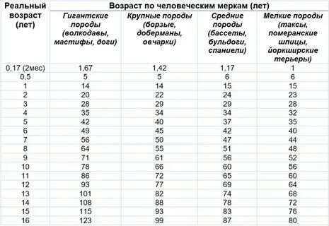 Собаки 8 лет сколько это по человечески