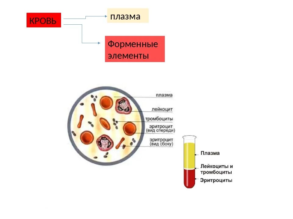 Кровь плазма и форменные элементы крови. Состав крови таблица плазма и форменные элементы. Плазма крови схема. Кровь плазма и форменные элементы таблица. Элементы крови с ядрами