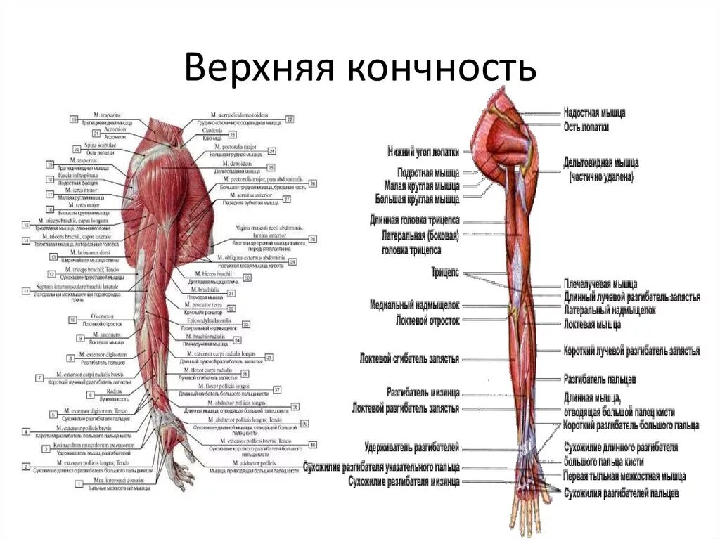 Сколько конечностей верхних конечностей. Мышцы свободной верхней конечности анатомия строение. Мышцы верхней конечности вид сбоку. Глубокие мышцы верхней конечности анатомия. Мышцы плечевого пояса и свободной верхней конечности человека.