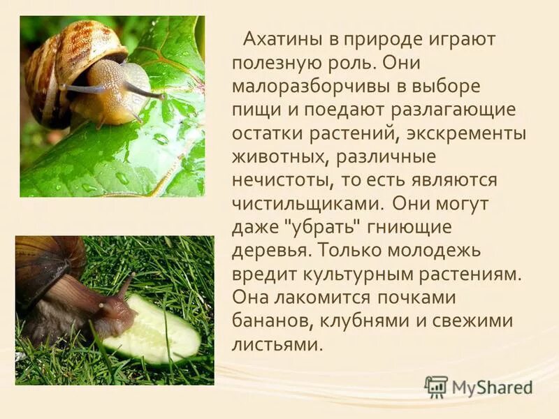 Факты об улитках для детей. Улитки польза для человека. Виноградная улитка. Улитки ахатины впадают в спячку. Улитки польза для человека.