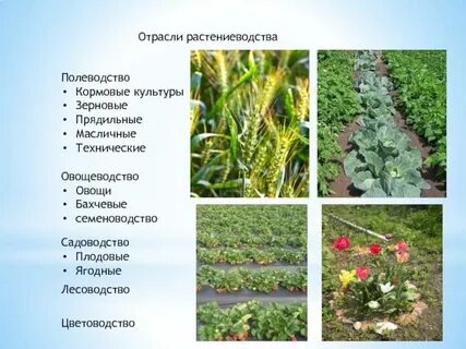 Кормовой технические культуры