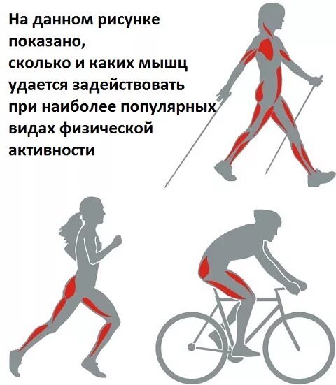 Катание на велосипеде какие мышцы. Мышцы задействованные при скандинавской ходьбе. Мышца задействаванные при хорьбе на лыжах. Скандинавская ходьба группы мышц. Группы мышц при ходьбе на лыжах.