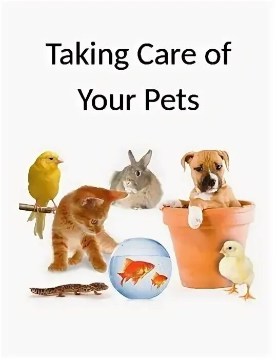 Take Care of Pets Worksheet. How to take Care of Pets and animals. Taking Care of Pets. Take Care of Pet. Pet rules