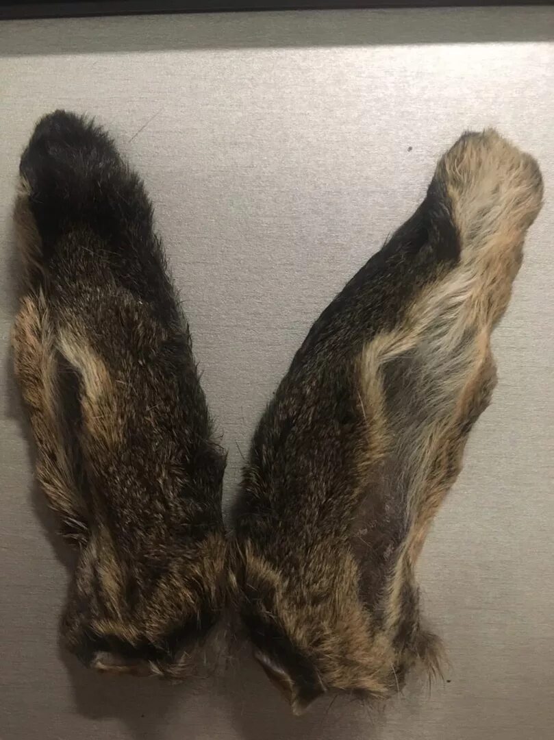 Уши кроличьи. Лапки кролика. Кроличья лапа. Заячья лапка. Rabbits foot