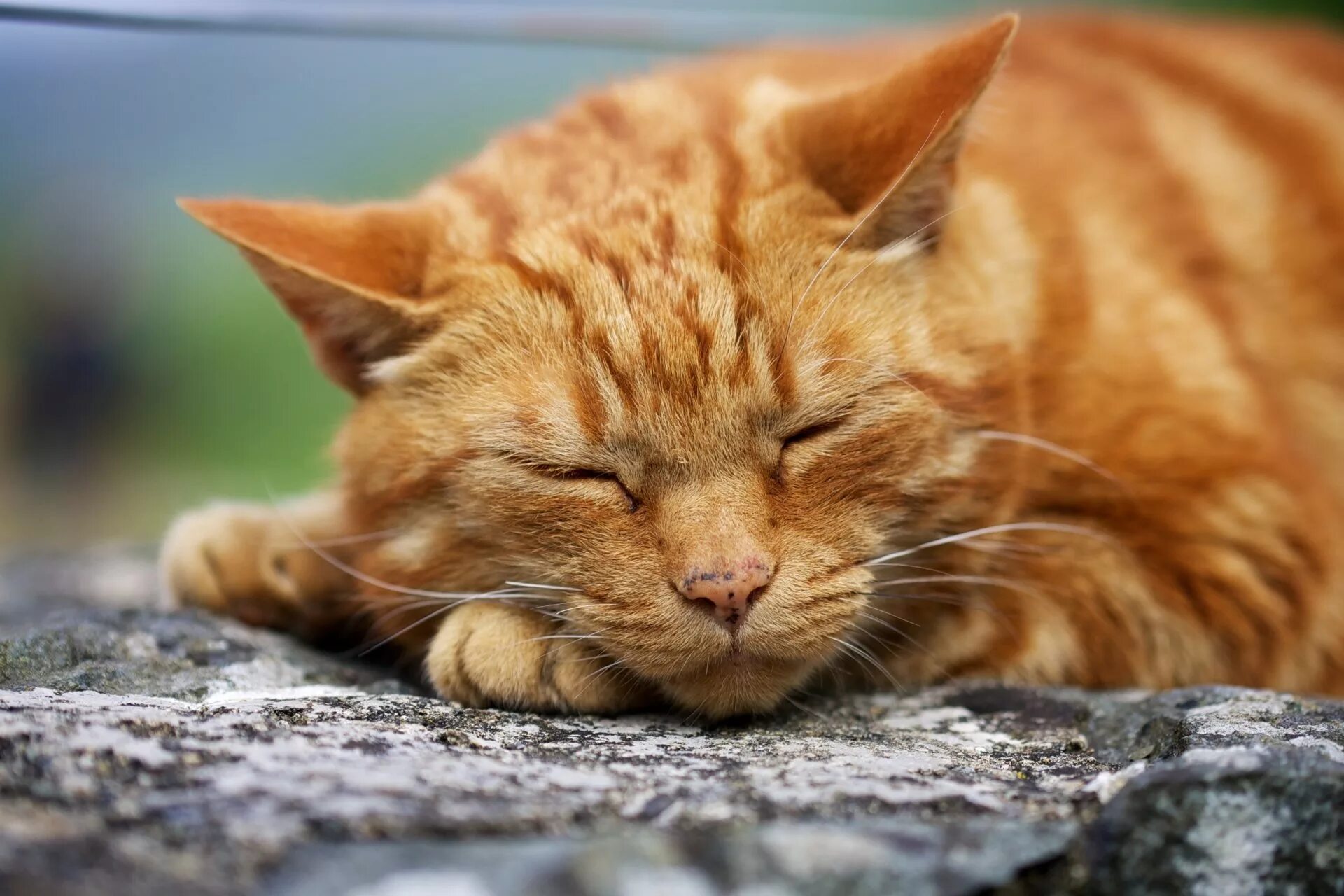 Рыжий кот из комиксов 7 букв. Рыжая кошка. рыжий котик. обои на рабочий стол рыжий кот. красивый рыжий кот.