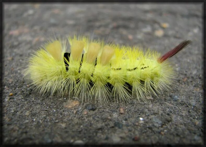 медведица госпожа гусеница. желтая ядовитая гусеница. желтая гусеница катерпиллер. гусеница желтого цвета. Gnophria rubricollis гусеница.