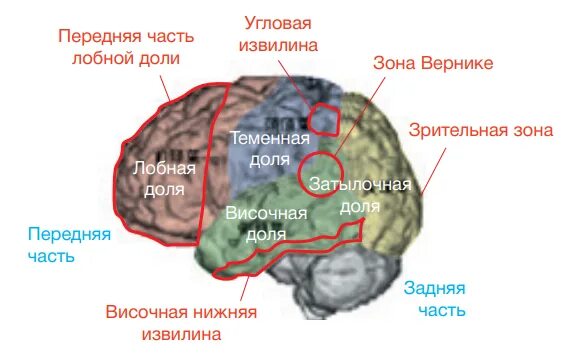 Заставь свой мозг работать. Как заставить мозг работать в любом возрасте. Как заставить мозг работать. Как заставить свой мозг работать на 100. Как заставить мозг работать в любом возрасте.