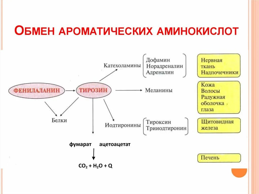 Фенилаланин биохимия. Схема метаболизма ароматических аминокислот. Общая схема метаболизма аминокислот. Обмен фенилаланина и тирозина биохимия схема. Схема метаболизма белков биохимия.