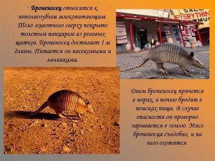 Где живет броненосец
