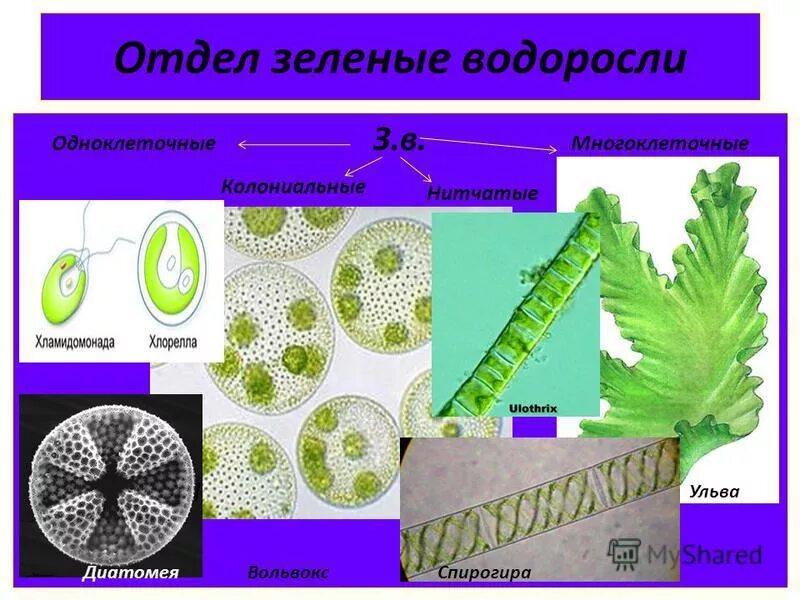 Многоклеточное слоевище