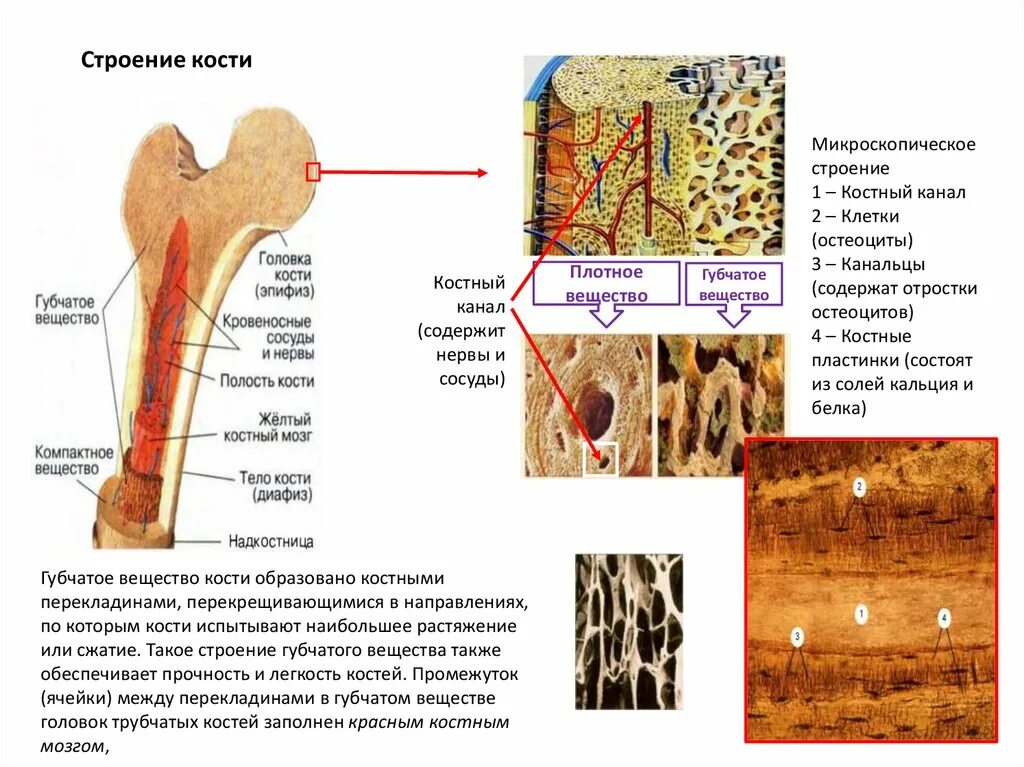 Строение компактного вещества кости. Компактное костное вещество строение. Строение компактного и губчатого вещества кости. Губчатое и компактное вещество костной ткани.