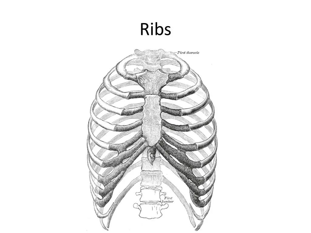 Грудная клетка анатомия 10 ребро. Анатомия человека грудная клетка ребра. Ребра анатомия медунивер. Грудная клетка с ребрами и грудиной. Левое и правое ребро