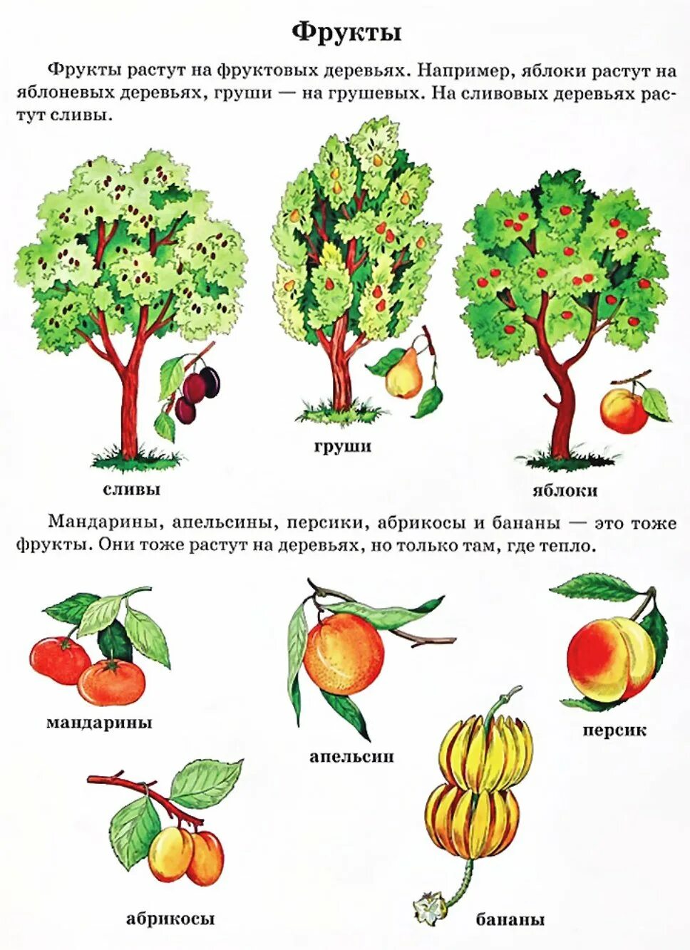 Текст каких только фруктовых деревьев. Деревья задания для дошкольников. Фруктовые деревья задания для дошкольников. Фрукты задания для дошкольников. Фруктовые деревья названия.