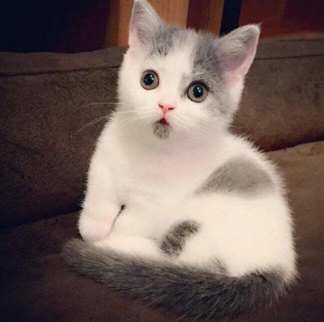 обалдевший кот. испуганный кот. котенок удивляется. удивленный кот. удивленный котенок.