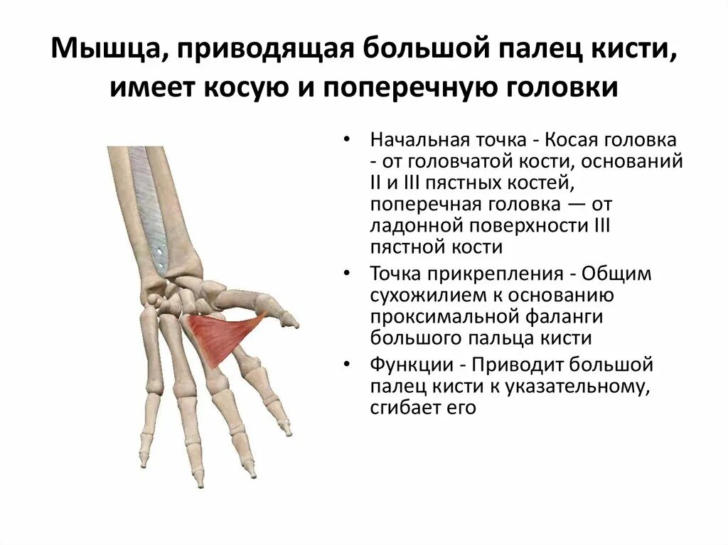 Мышца приводящая большой палец кисти. Мышца приводящая большой палец кисти иннервация. Мышца приводящая большой палец кисти латынь. Длинная мышца отводящая большой палец кисти иннервация. Приводящие латынь