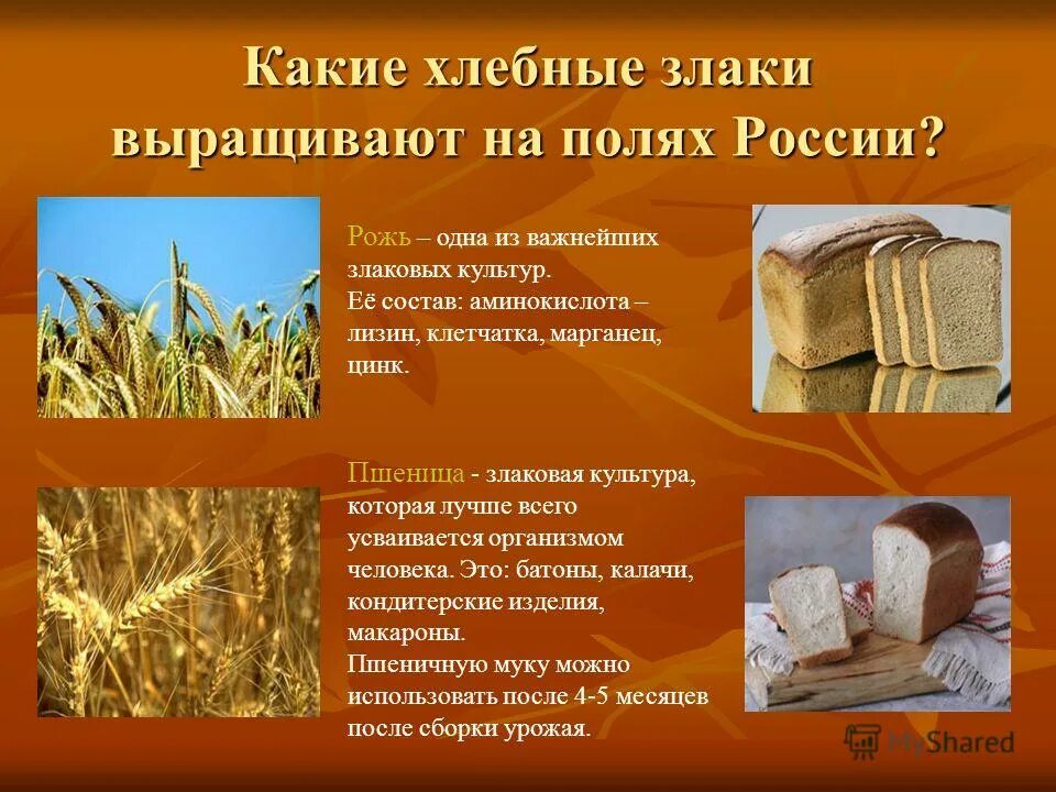 Мука пшеничная названия. Хлебные злаки на полях россии. Мука из пшеницы. Из каких растений делают хлеб. Растение из которого получают хлебную муку.