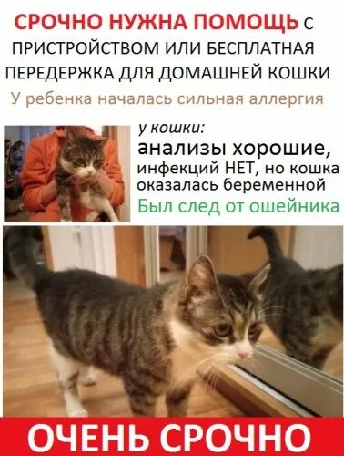 На каких кошек нет аллергии у человека. Животные на которых нет аллергии. кошки для аллергиков. кошки от которых нет аллергии.