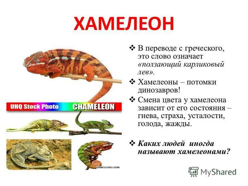 Какие значения слова хамелеон вы знаете. Какие значения слова хамелеон вы знаете