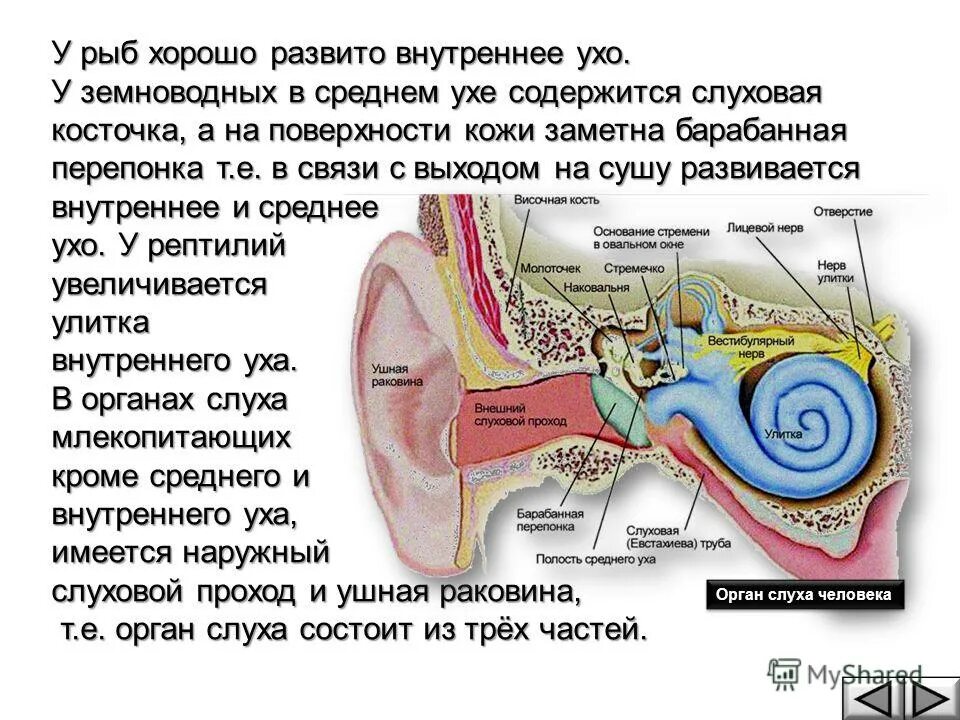 Орган слуха у позвоночных животных. Эволюция слухового анализатора у позвоночных. Слуховой анализатор амфибий. Строение органа слуха. Орган слуха у рыб ухо