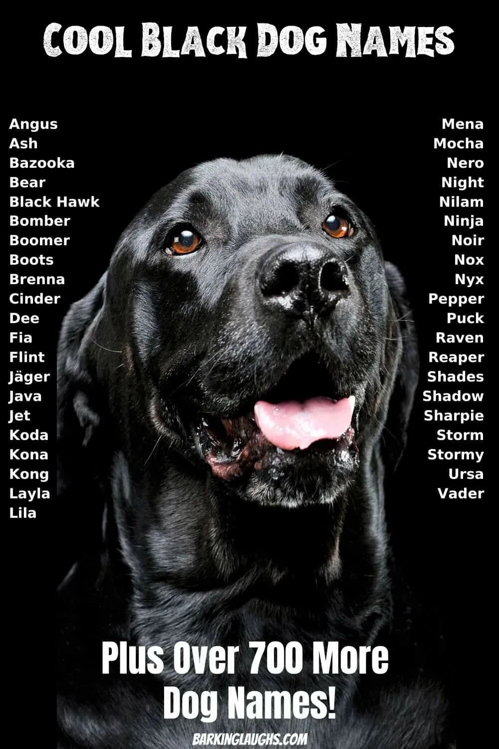 Клички для больших собак. Имена для собак. Кличка для черной собаки. Собачьи клички. Клички для черных собак.