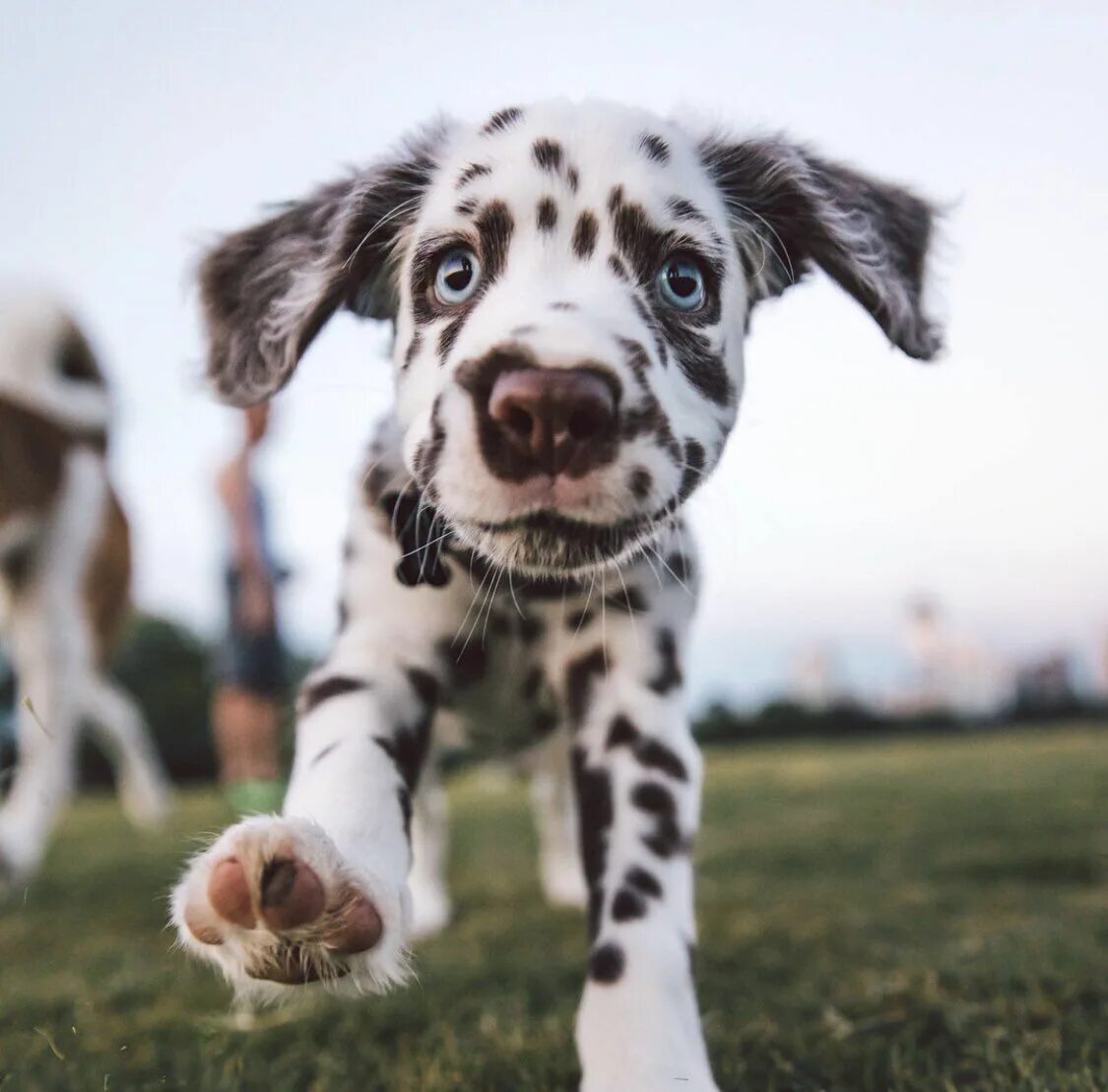 Cute pug Pug puppies, Pugs, Cute pug puppies