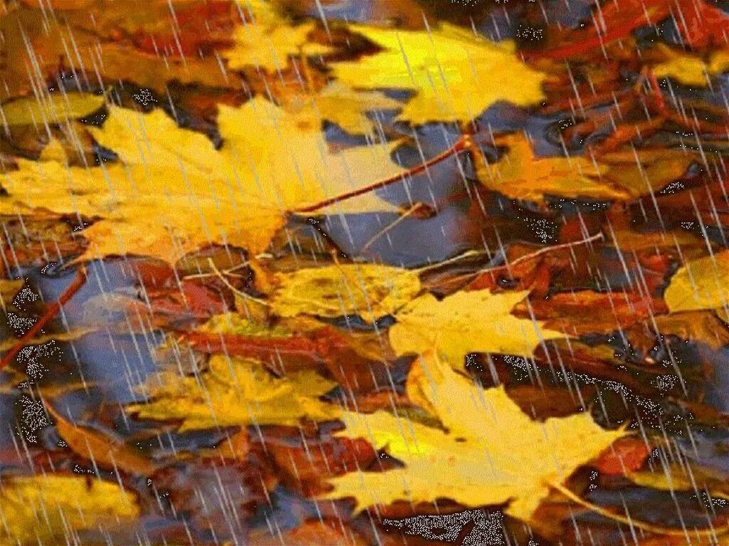 Осень отражение в воде. Листья кружатся. Дождь осенью. Дожди листопад. Осенние лужи.