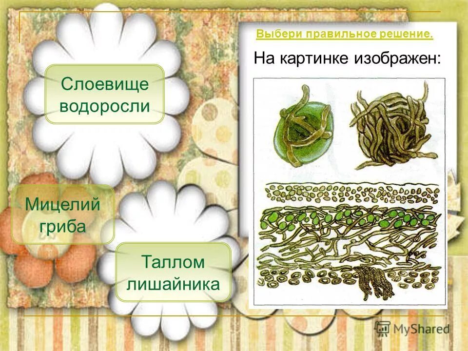 слоевище или таллом это. строение таллома ламинарии. слоевище или таллом это. строение таллома ламинарии. слоевище или таллом это.