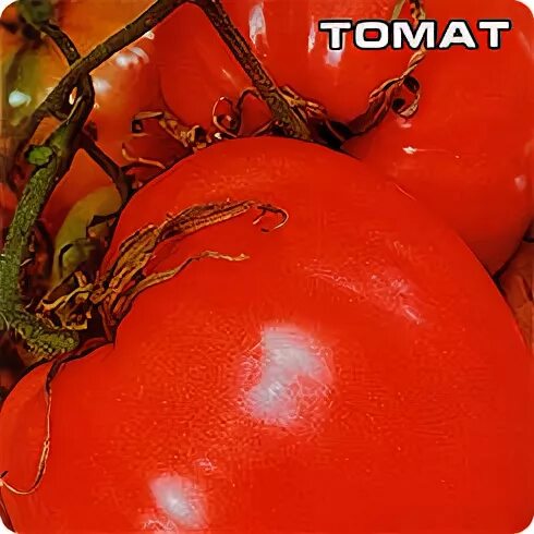 Сорт томата сердце буйвола фото и описание