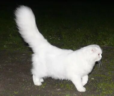 Белый хвост кошки