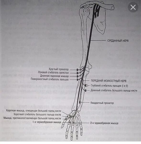 Анатомия нерва верхней конечности. Локтевой нерв анатомия топография. Срединный локтевой лучевой нерв анатомия. Срединный нерв топография схема.