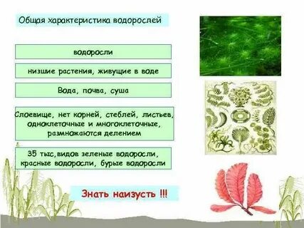 Низшие растения характеристика