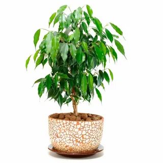 Фикус плант микс