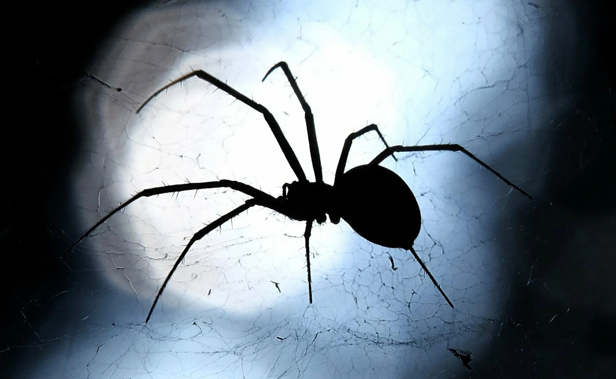 У какого паука черная паутина. Black Spider (чёрный паук). Каракурт паутина чёрная. Черная вдова паук Эстетика. Чёрная вдова паук паутина черная.