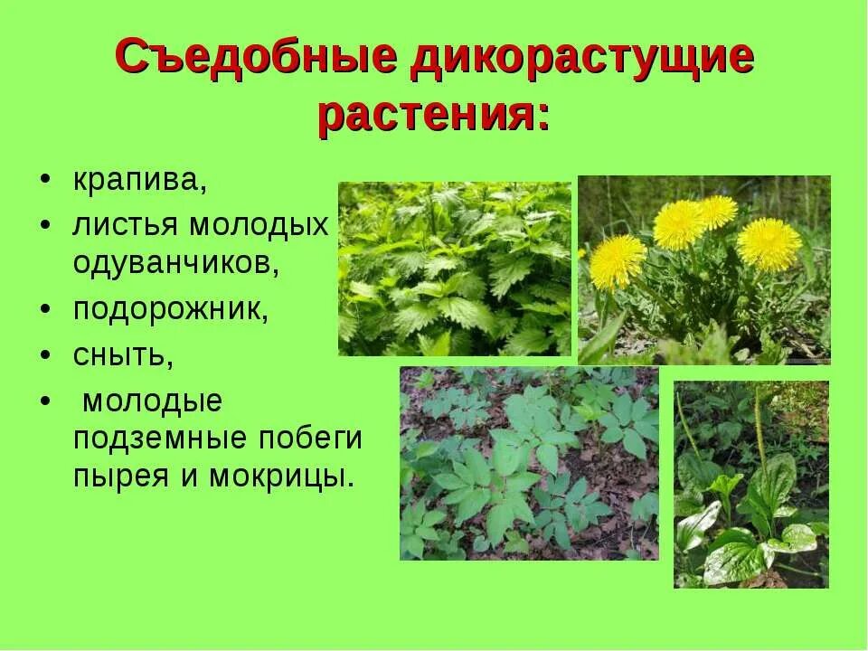 Полезные для человека дикорастущие растения