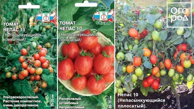 Грядка-короб для томатов: как сделать и какие сорта помидоров посадить На грядке