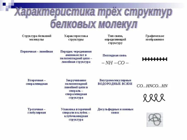 Тип связи первичной структуры белковой молекулы. Характеристика структуры белковой молекулы. таблица структура белка характеристика структуры. характеристика вторичной структуры белка таблица. характеристика трех структур белковых молекул таблица.