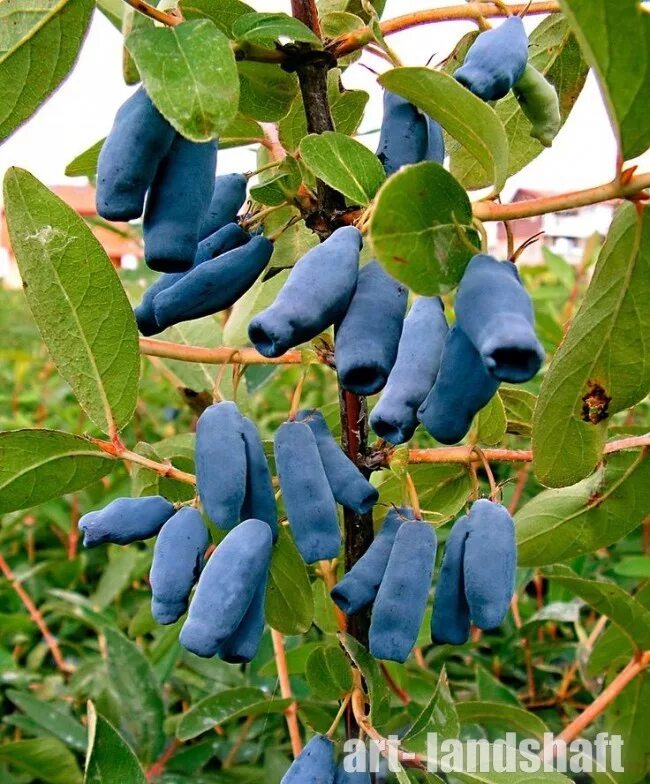 Жимолость синяя Lonicera caerulea. Жимолость ягода. Жимолость съедобная жимолость съедобная. Жимолость съедобная (Lonicera edulis `нимфа`). Сорт жимолости голубой банан