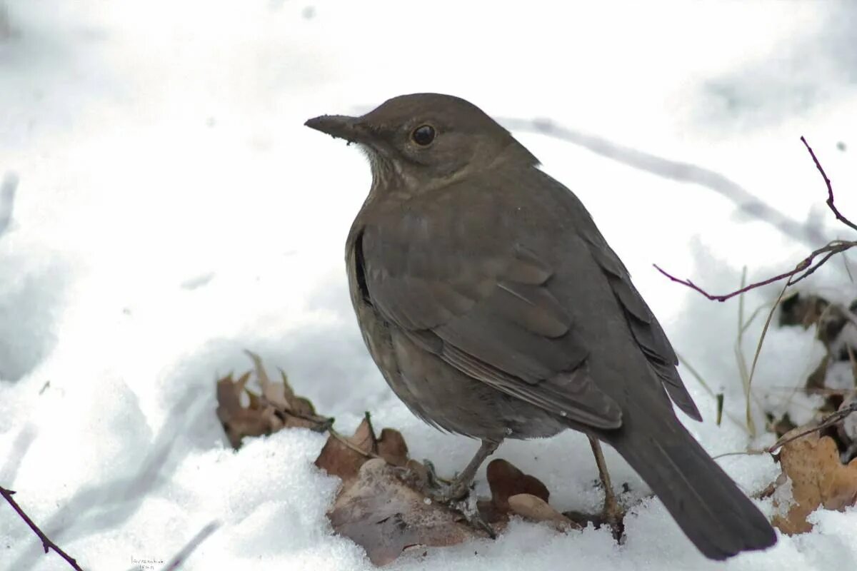 Turdus Merula. Серый Дрозд. Птичка серая Дрозд. Птица похожая на дрозда. Как будет 16 коробок серая птица