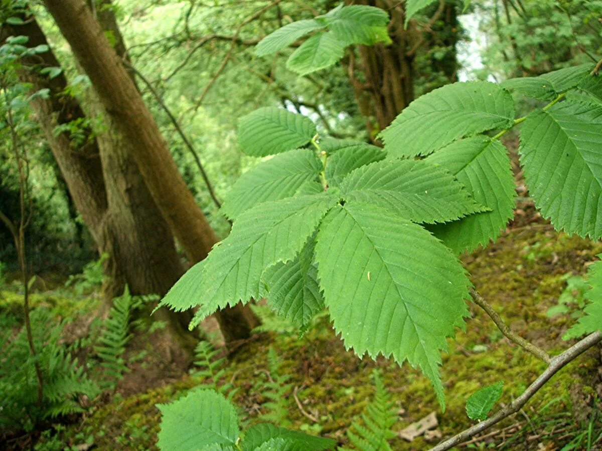 Карагач описание. Вяз Ильм карагач. Ulmus glabra вяз. Ильм вяз шершавый. Вяз обыкновенный Ulmus laevis.