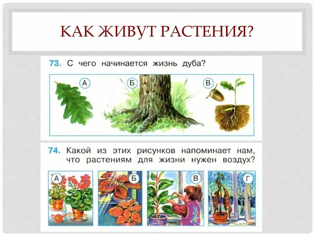 Перспектива конспекты уроков 1 класс. Как живут растения. Задания растения 1 класс. Как живут растения 1 класс. План урока по окружающему миру.